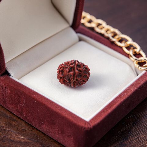 Rudraksha