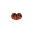 Rudraksha