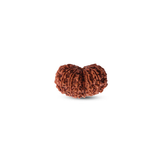 Rudraksha