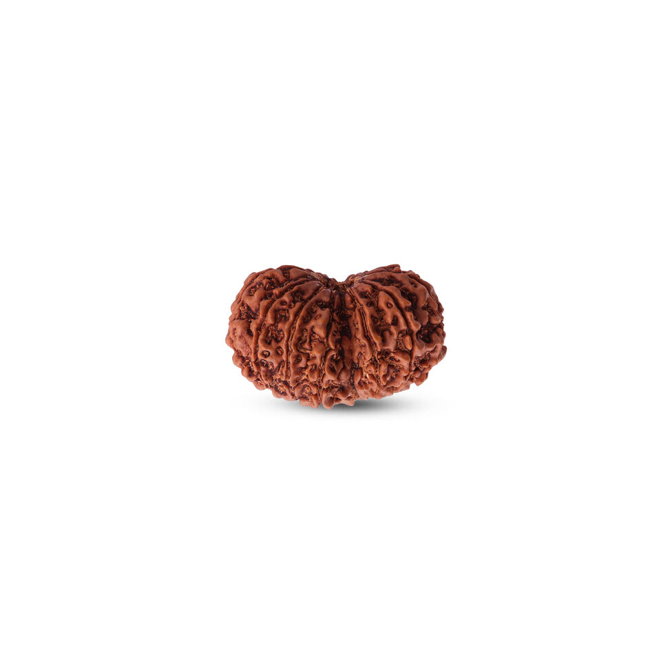 Rudraksha