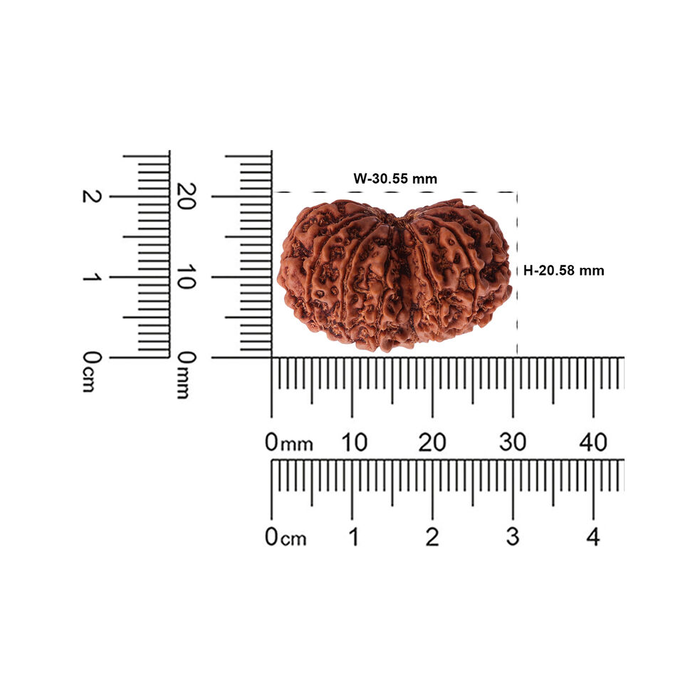 Rudraksha