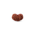 Rudraksha