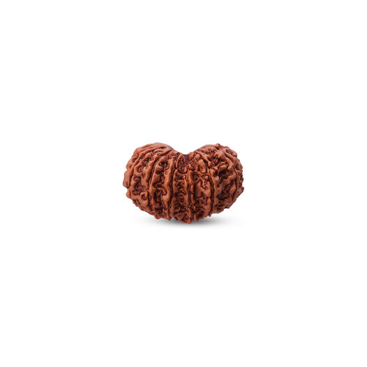 Rudraksha