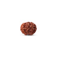 Rudraksha