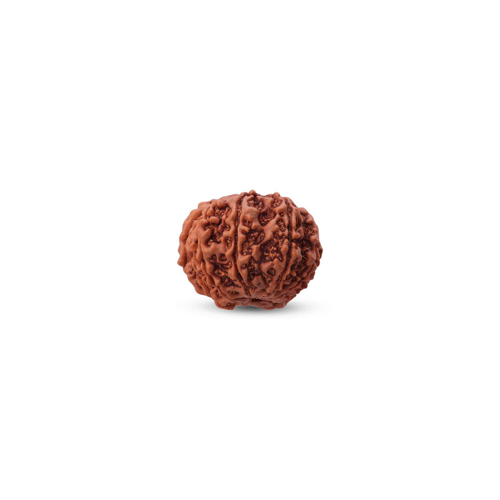 Rudraksha