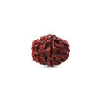 Rudraksha