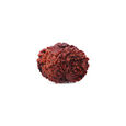 Rudraksha