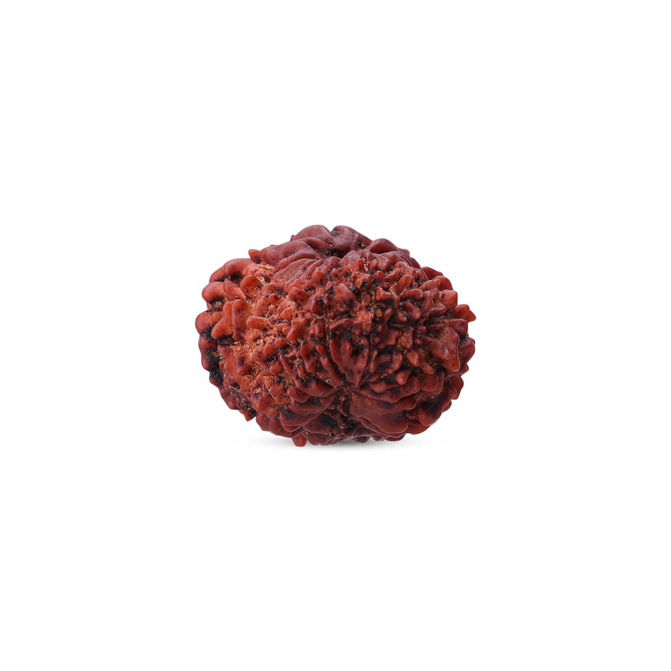 Rudraksha