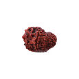 Rudraksha