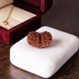 Rudraksha