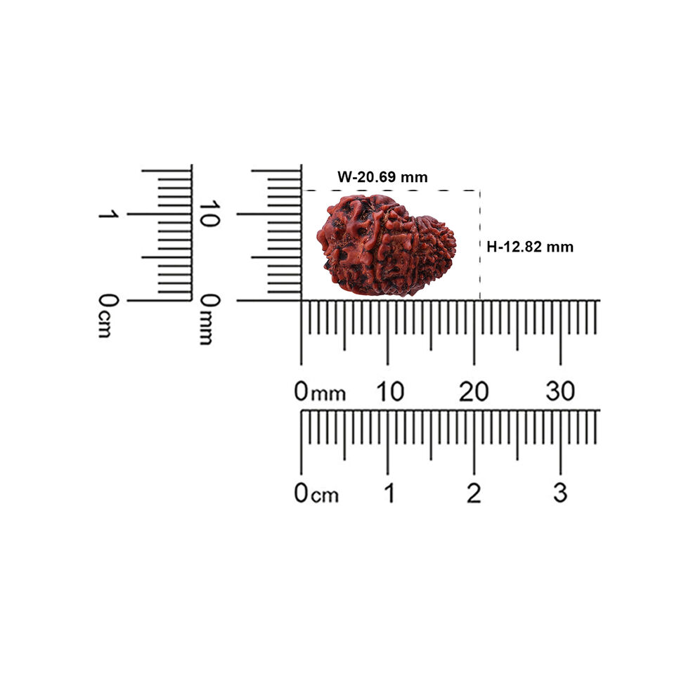 Rudraksha